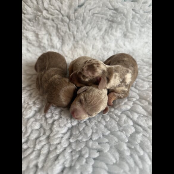 Dachshund (Miniature Smooth Haired)