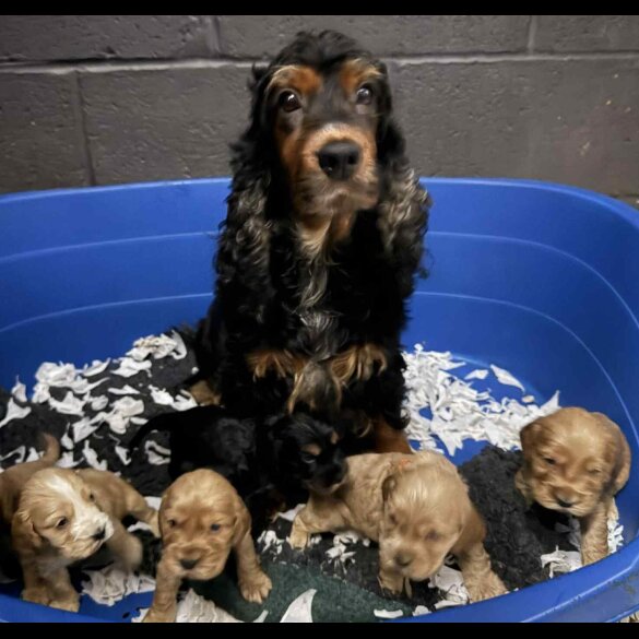 Cocker Spaniel (Show)