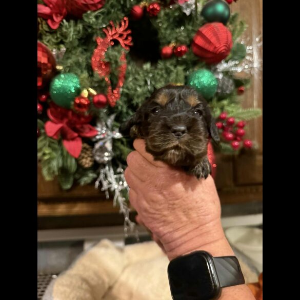 Cocker Spaniel (Show)