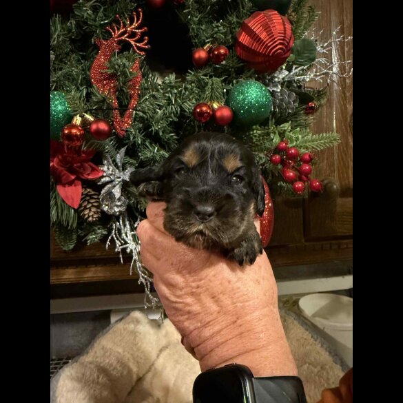 Cocker Spaniel (Show)