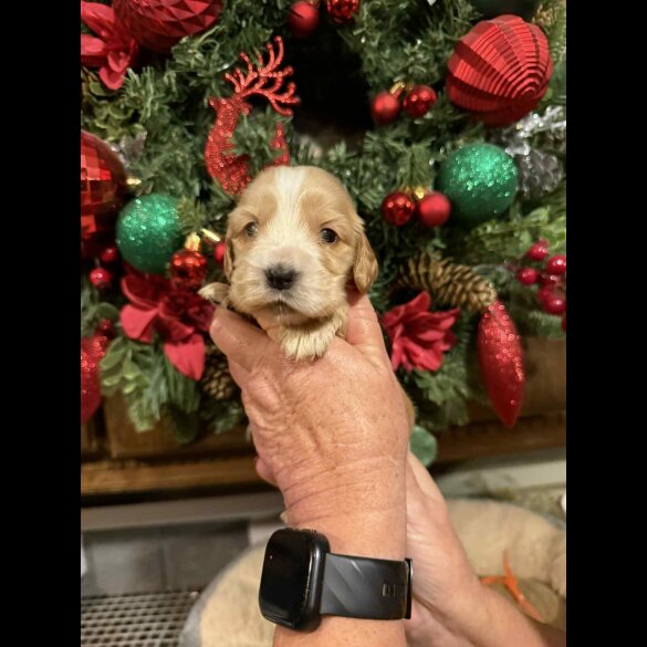 Cocker Spaniel (Show)