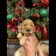 Cocker Spaniel (Show)