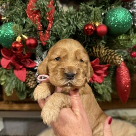 Cocker Spaniel (Show)