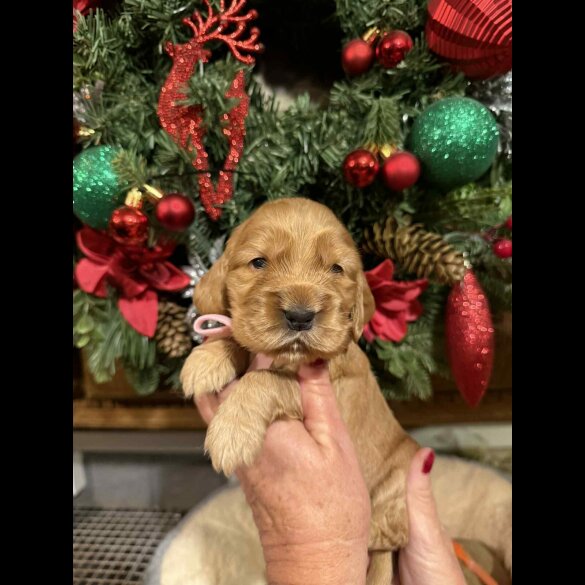 Cocker Spaniel (Show)