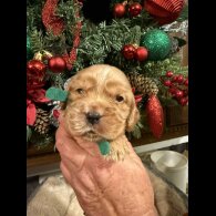 Cocker Spaniel (Show)