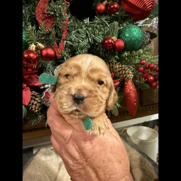 Cocker Spaniel (Show)