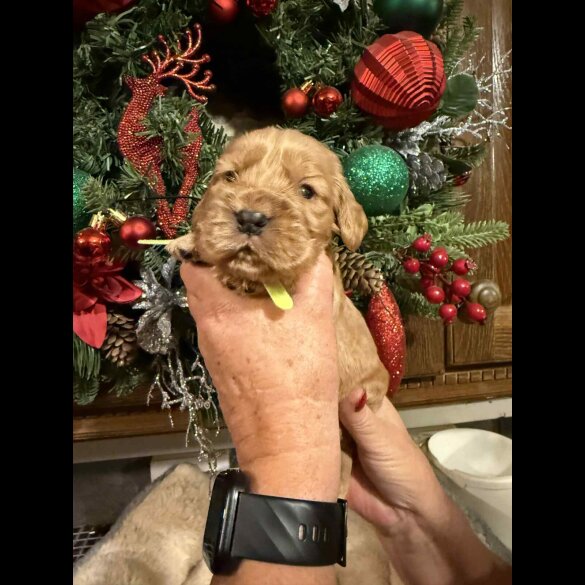 Cocker Spaniel (Show)