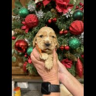 Cocker Spaniel (Show)