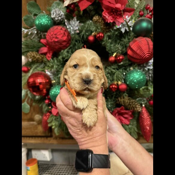 Cocker Spaniel (Show)
