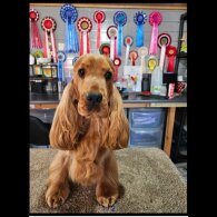 Cocker Spaniel (Show)