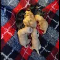 Cocker Spaniel (Show)