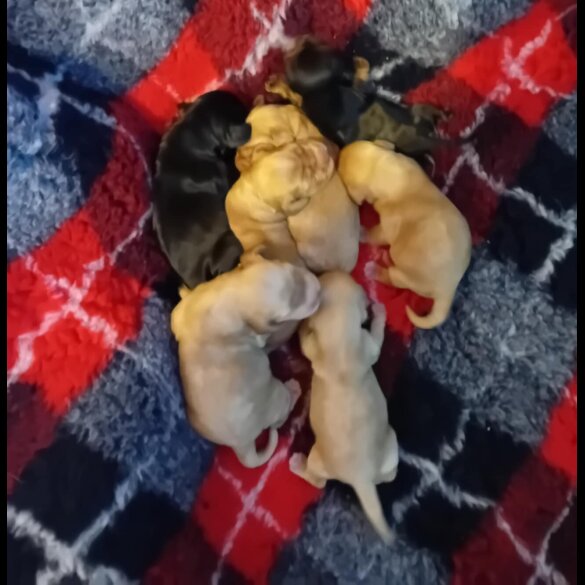 Cocker Spaniel (Show)