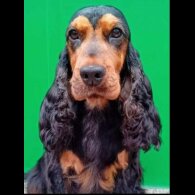 Cocker Spaniel (Show)