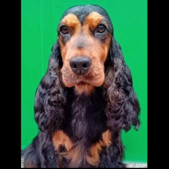 Cocker Spaniel (Show)