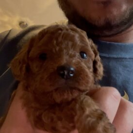 Toy Poodle