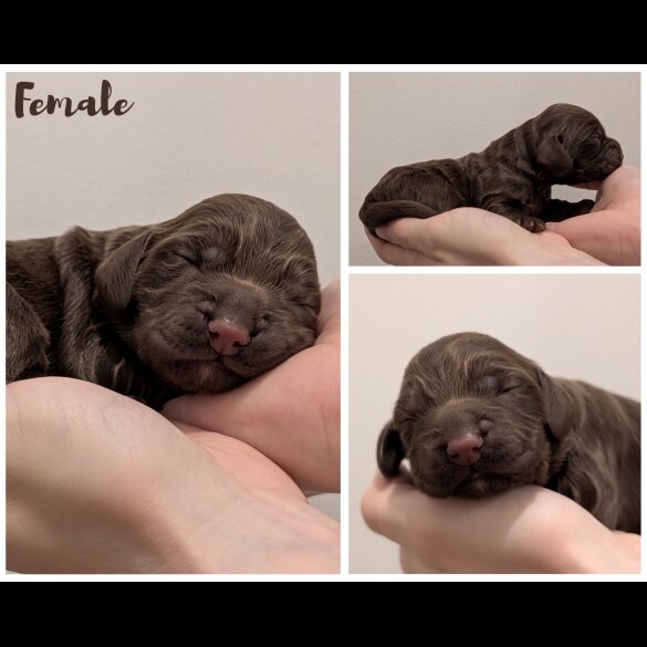 Cocker Spaniel (Working)