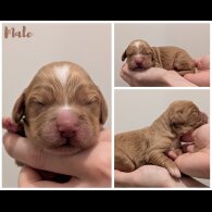 Cocker Spaniel (Working)