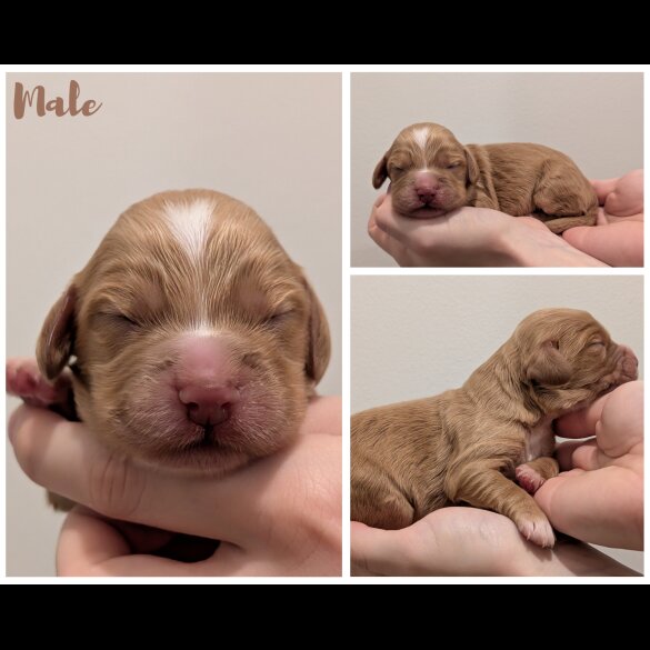 Cocker Spaniel (Working)