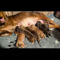 Cocker Spaniel (Working)