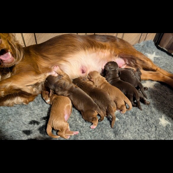 Cocker Spaniel (Working)
