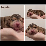 Cocker Spaniel (Working)