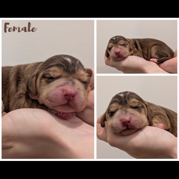 Cocker Spaniel (Working)