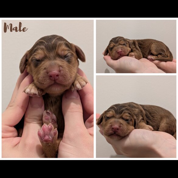 Cocker Spaniel (Working)