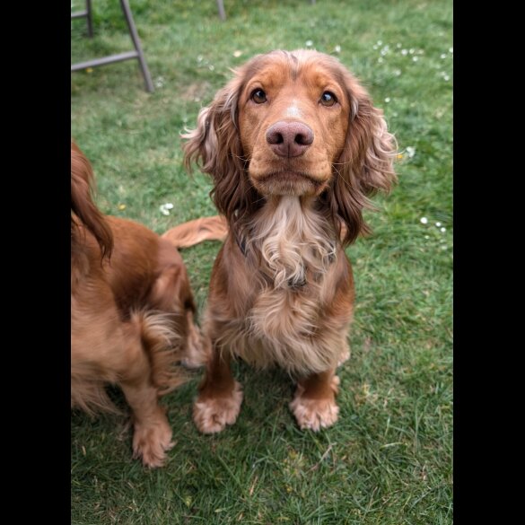 Cocker Spaniel (Working)