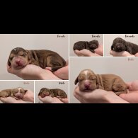 Cocker Spaniel (Working)