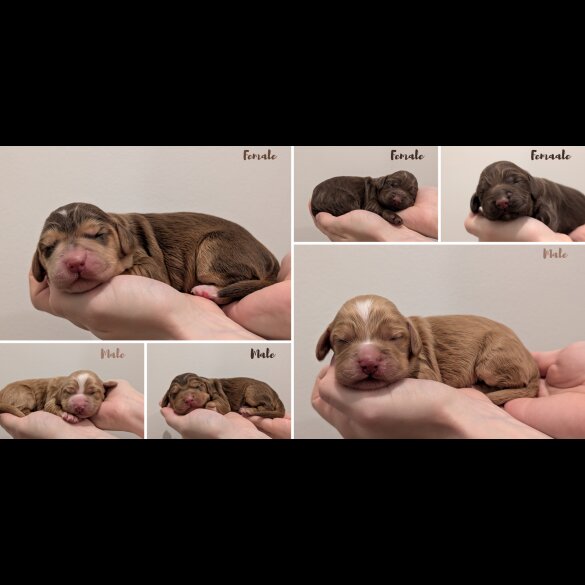 Cocker Spaniel (Working)