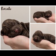 Cocker Spaniel (Working)