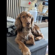 Cocker Spaniel (Working)