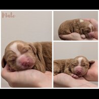 Cocker Spaniel (Working)