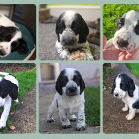 Working Cocker Spaniel