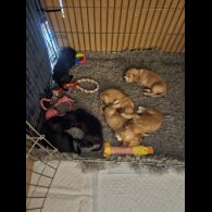 Cocker Spaniel (Working)