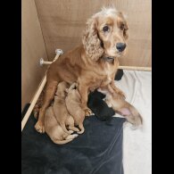 Cocker Spaniel (Working)