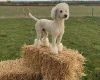 Poodle
