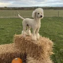 Poodle
