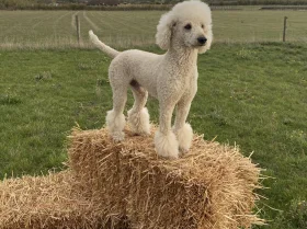 Poodle