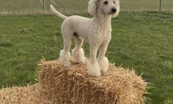 Poodle