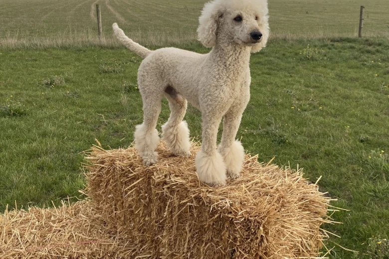 Poodle