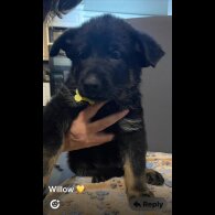 German Shepherd (Alsatian)