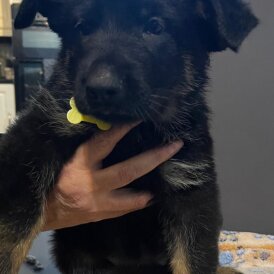 German Shepherd (Alsatian)