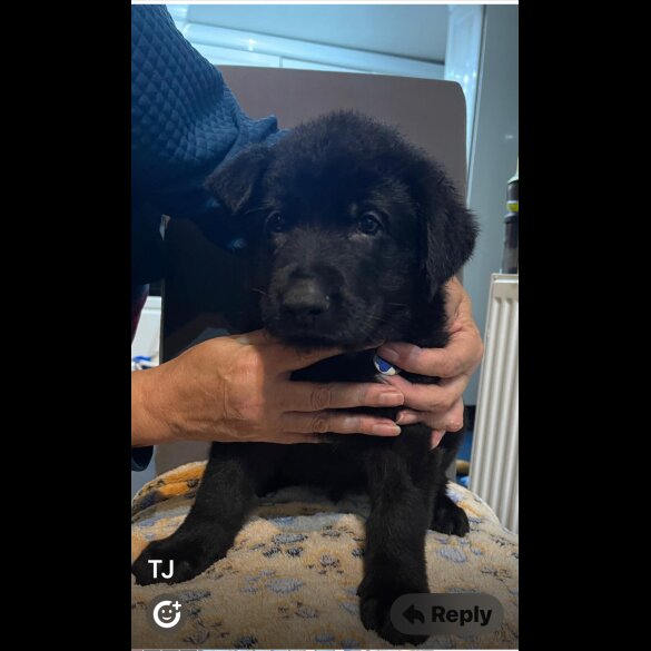 German Shepherd (Alsatian)