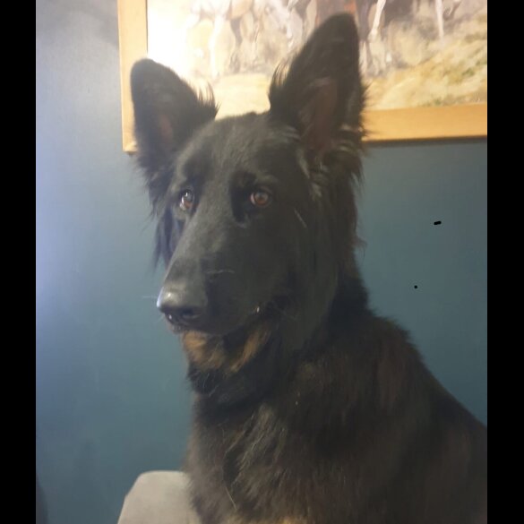 German Shepherd (Alsatian)