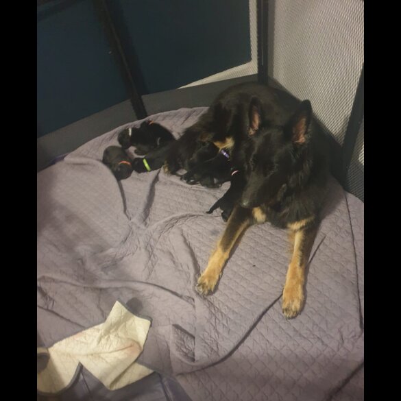 German Shepherd (Alsatian)