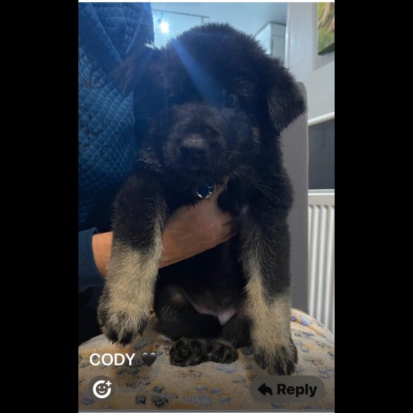 German Shepherd (Alsatian)