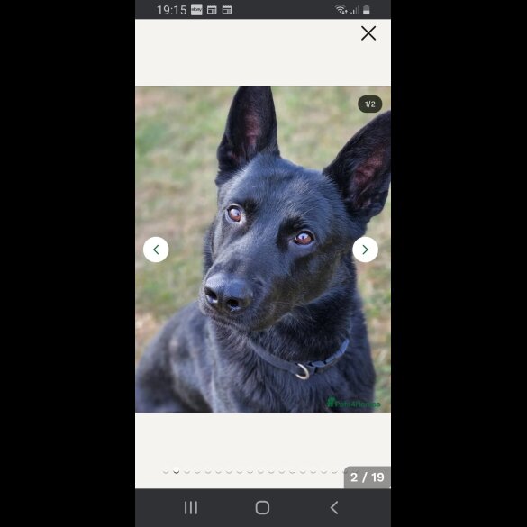 German Shepherd (Alsatian)