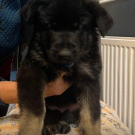 German Shepherd (Alsatian)