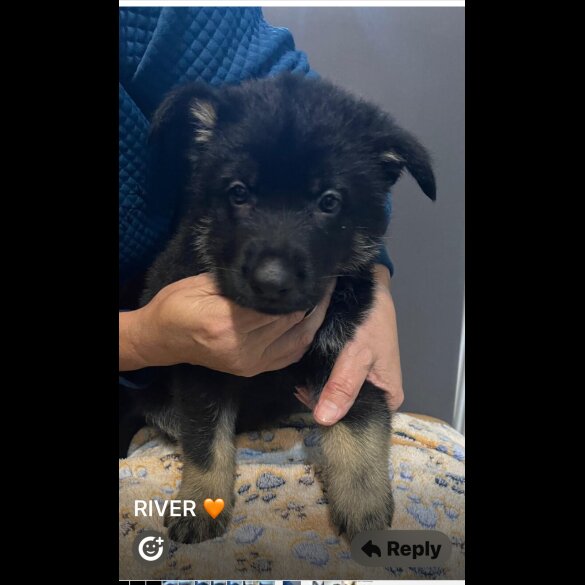 German Shepherd (Alsatian)